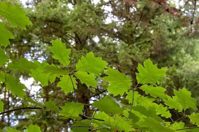 Northern Red Oak Tree (Quercus Rubra)