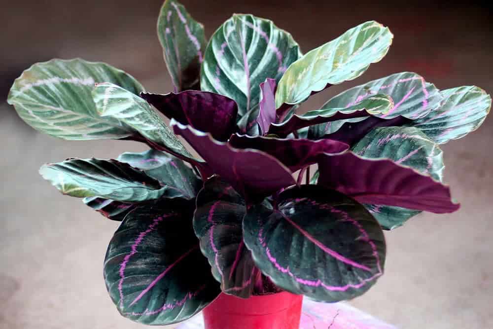 Calathea (Goeppertia roseopicta ‘Dottie’)