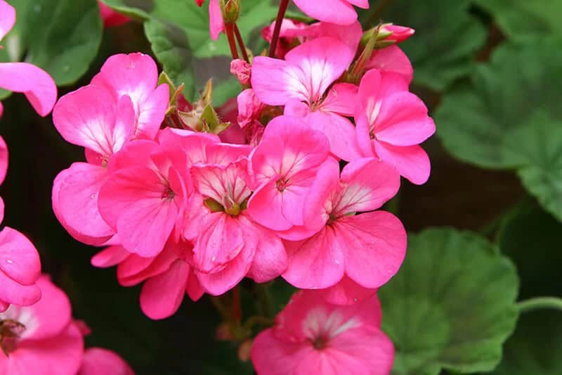 Geranium (Geranium spp.)