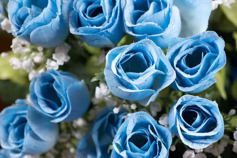 Blue Rose (Rosa)