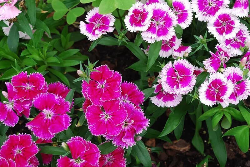 Pink (Dianthus)