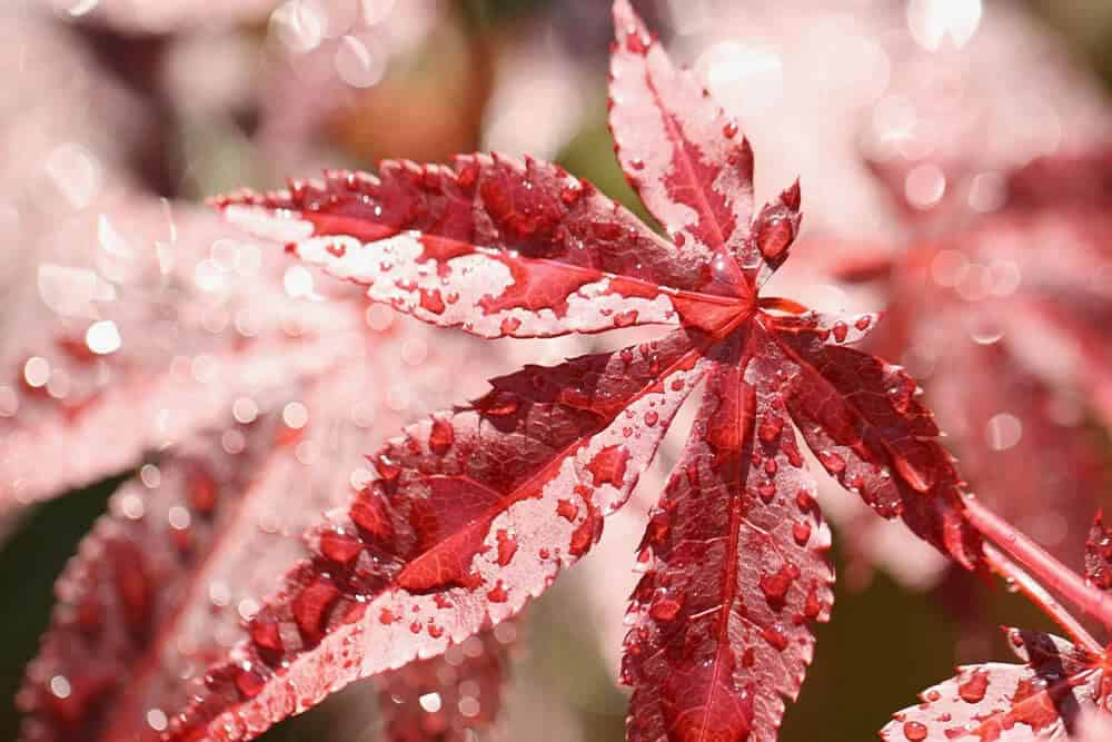 Beni Kawa Japanese Maple (Acer palmatum ‘Beni-kawa’)