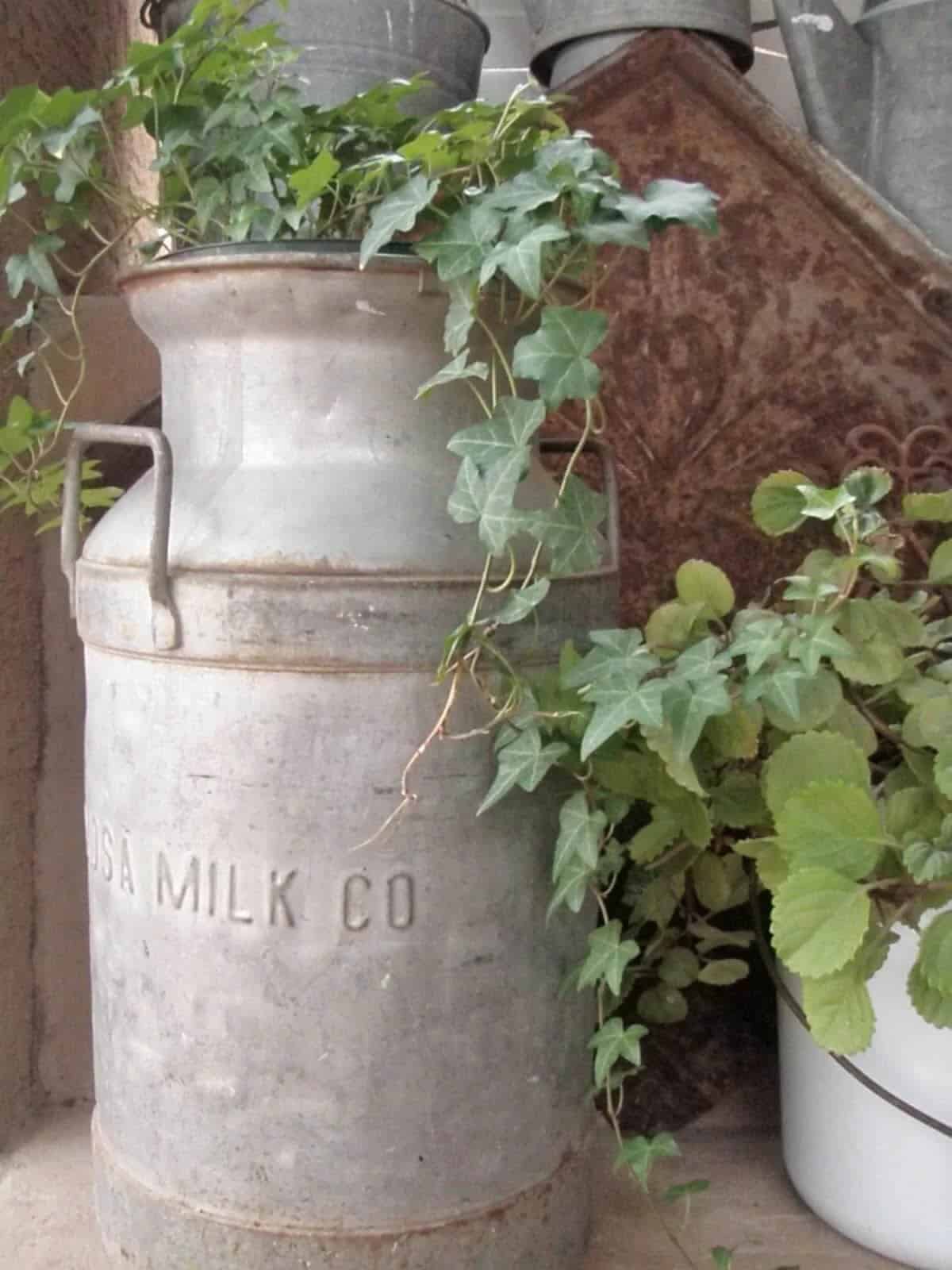 Beautiful Classic Clean Iron Milk Can