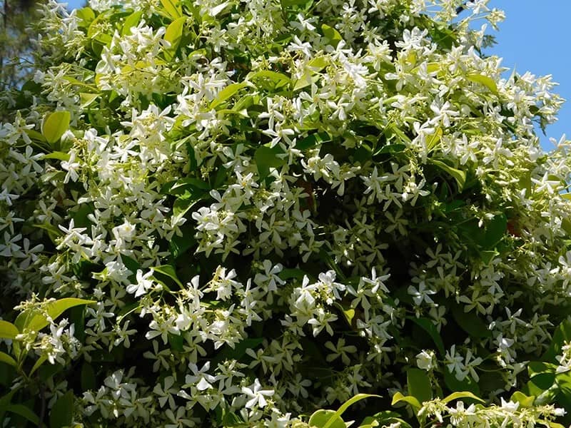 Jasmine (Jasminum officinale)