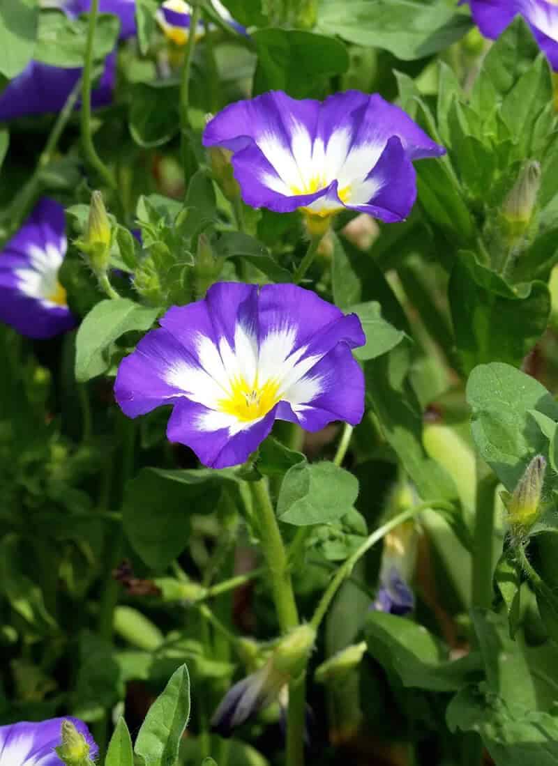 Evoluvus (Convolvulus Tricolor)