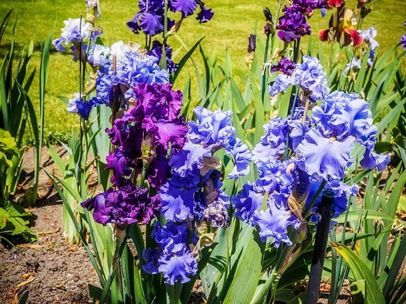 Bearded Iris (Iris Germanica)