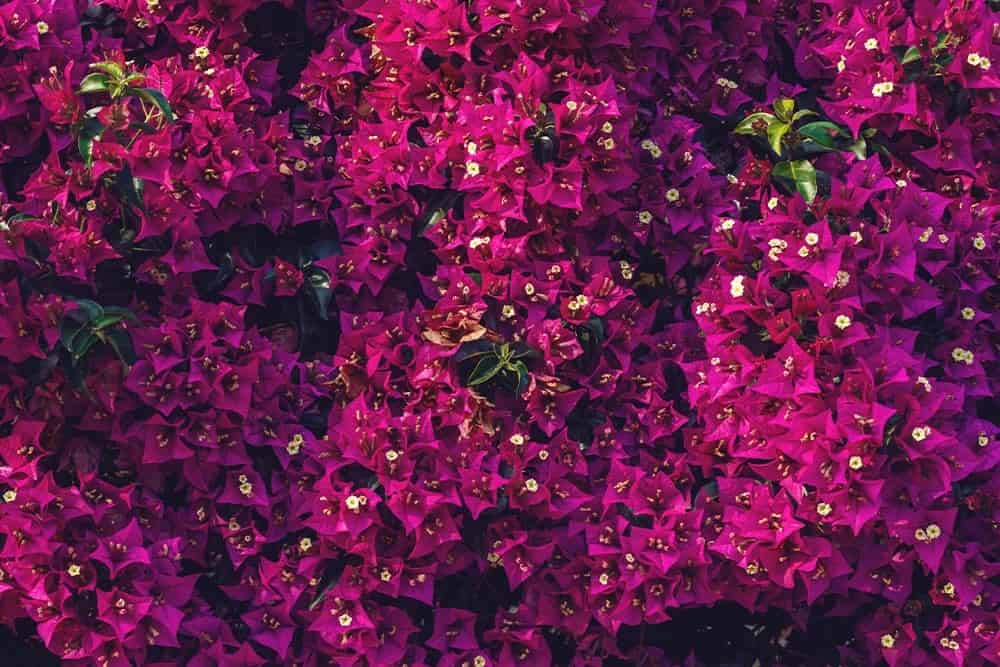 Bougainvillea (Bougainvillea spp.)