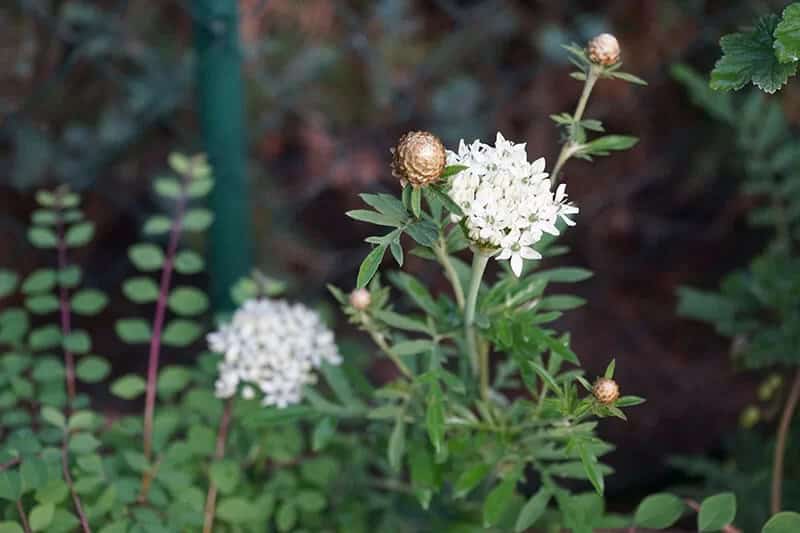 Star of Bethlehem (Ornithogalum Arabicum)