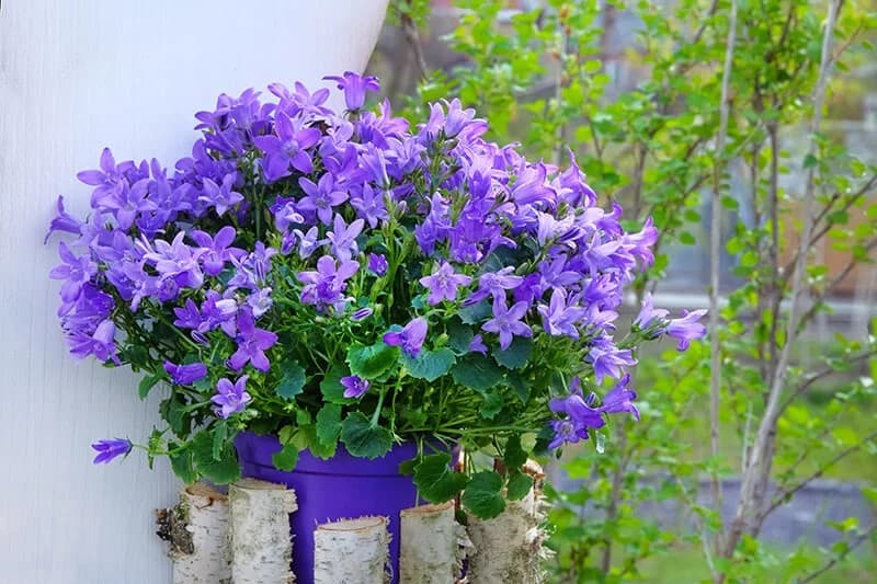 Bellflower (Campanula)