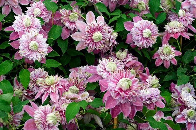 Clematis (Clematis ‘Evijohill’ Josephine)