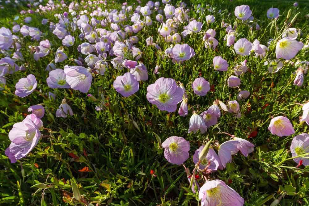 Evening Primrose (Oenothera)