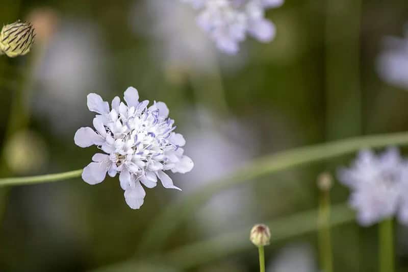 Scabiosa (Scabiosa Columbaria)