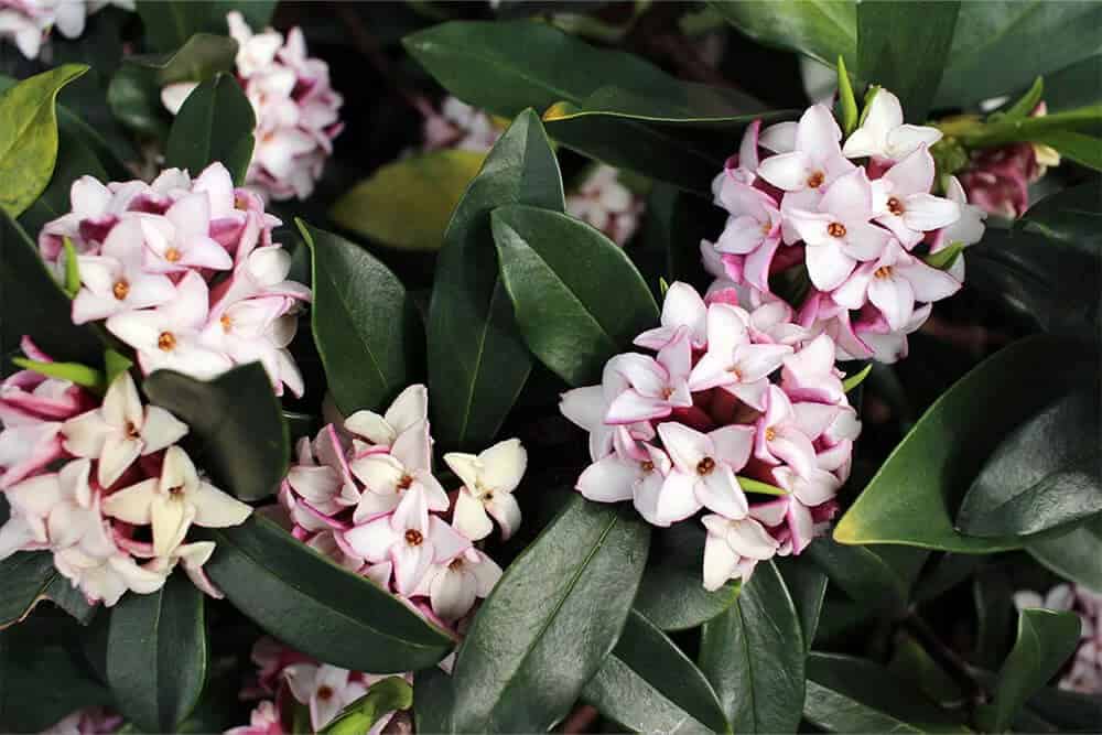 Daphne (Daphne odora)