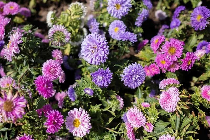 China Aster (Callistephus Chinensis)