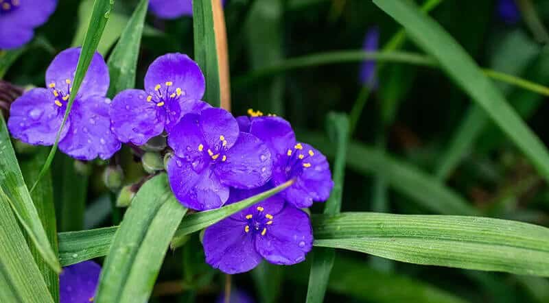 Spiderwort (Tradescantia Zebrina)