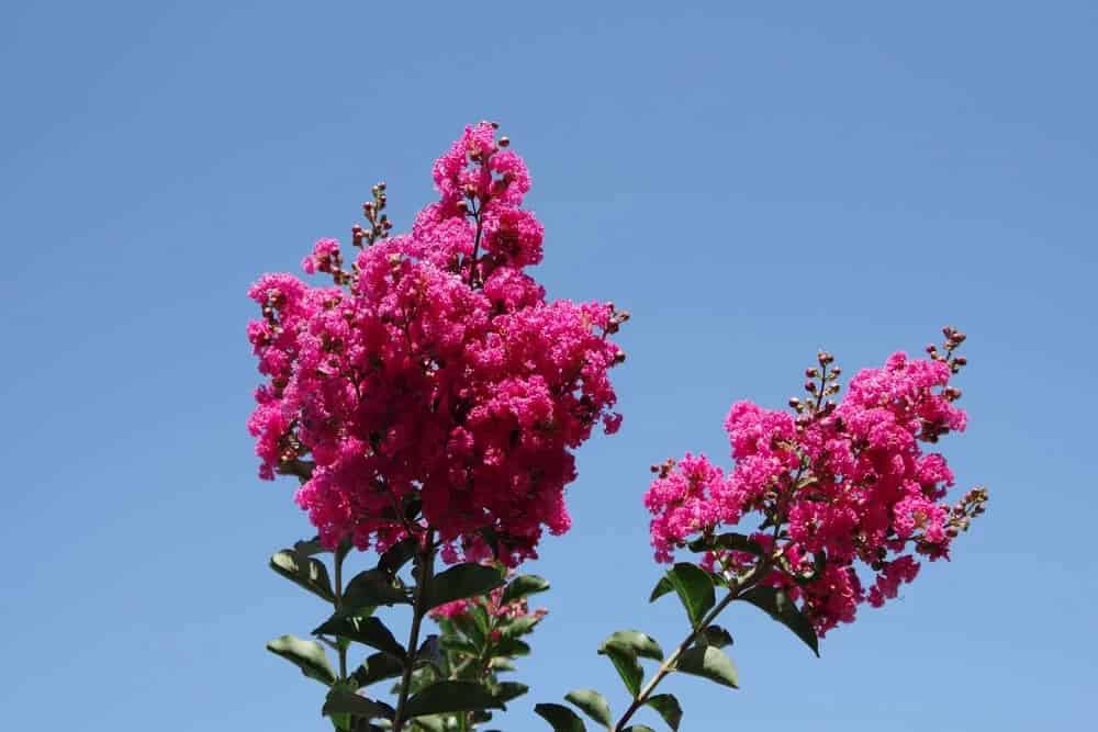 Lagerstroemia indica ‘Whit III’ (Pink Velour Crape Myrtle)