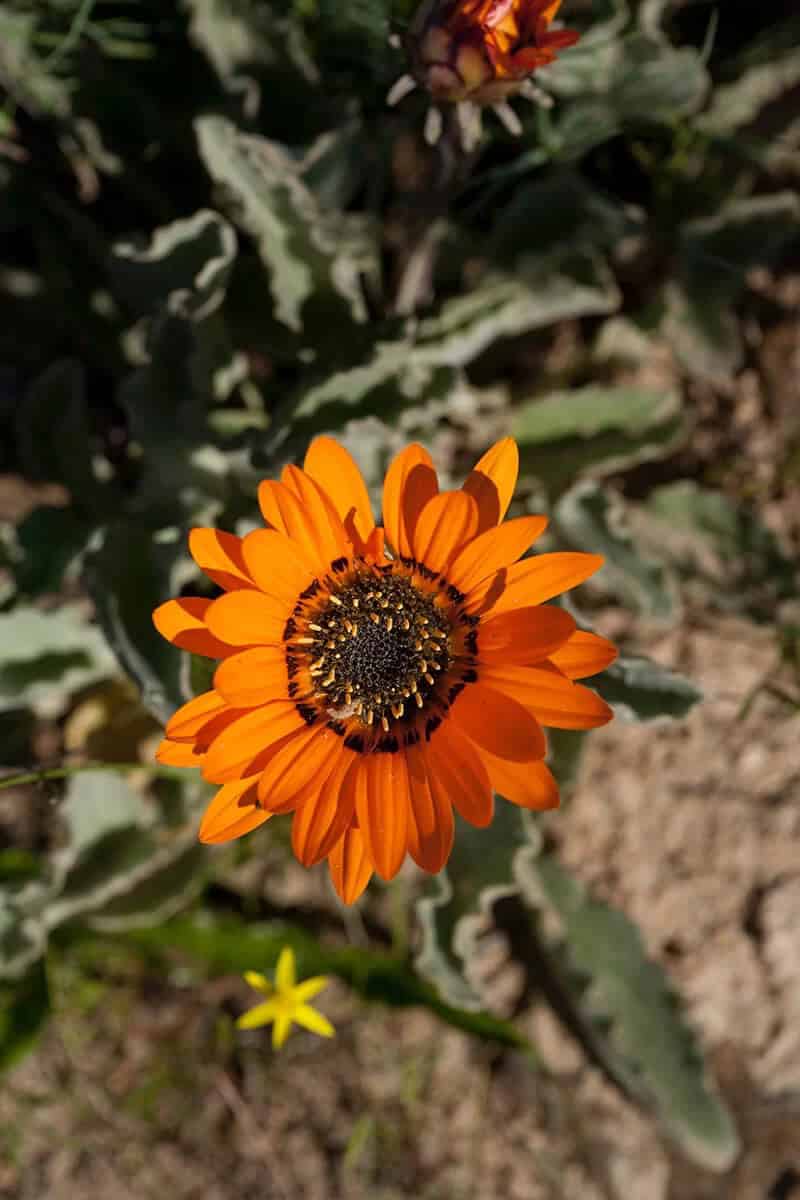 Monarch-of-the-Veld (Arctotis Fastuosa)