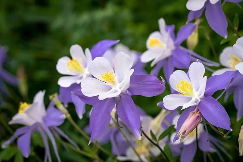 Columbine (Aquilegia ‘Dove’)