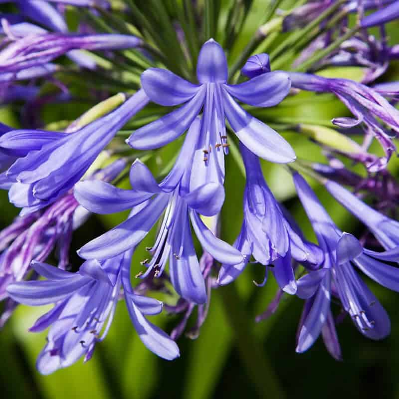 Lily of the Nile (Agapanthus Orientalis)