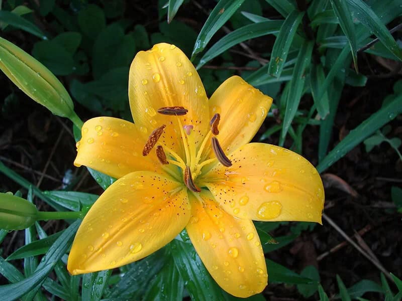 Lilium ‘Connecticut King’