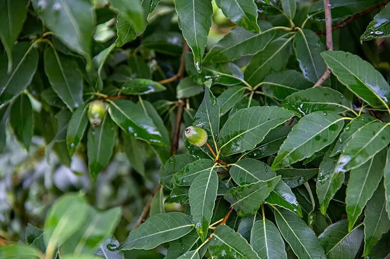 Japanese Evergreen Oak Tree (Quercus Acuta)