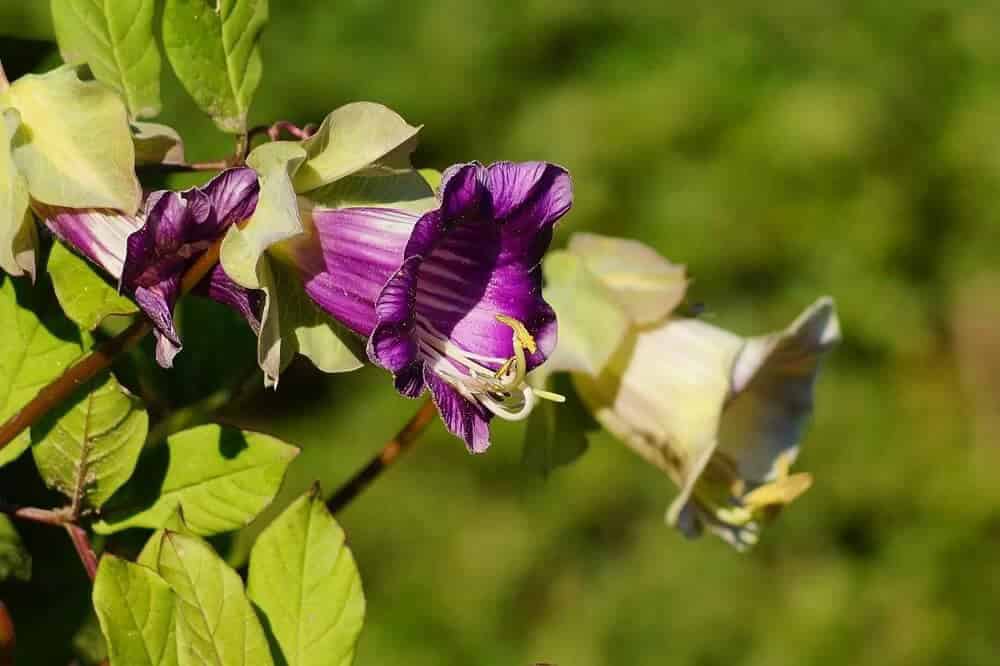 Cup and Saucer Vine (Cobaea scandens)