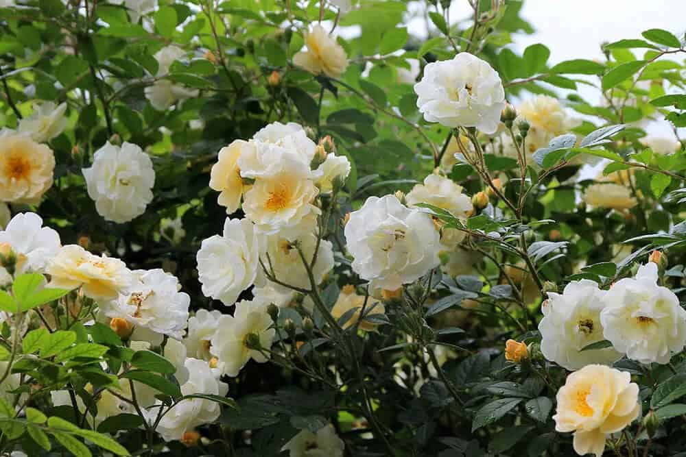 Climbing Rose “Ghislaine de Féligonde” (Rosa “Ghislaine de Féligonde”)