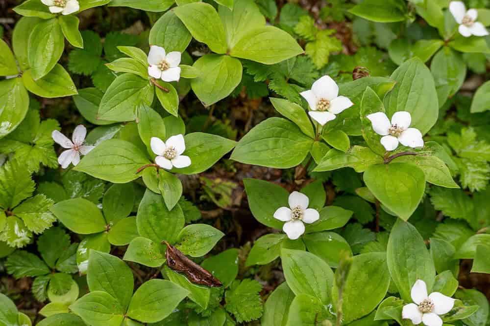 Creeping Dogwood (Cornus canadensis)