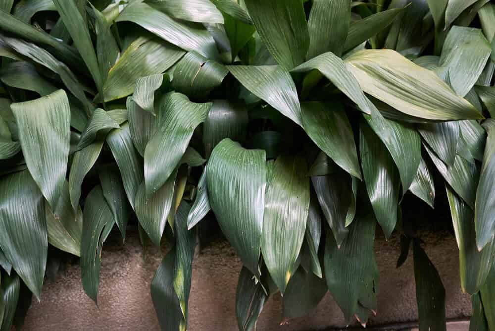 Cast Iron Plant (Aspidistra eliator)