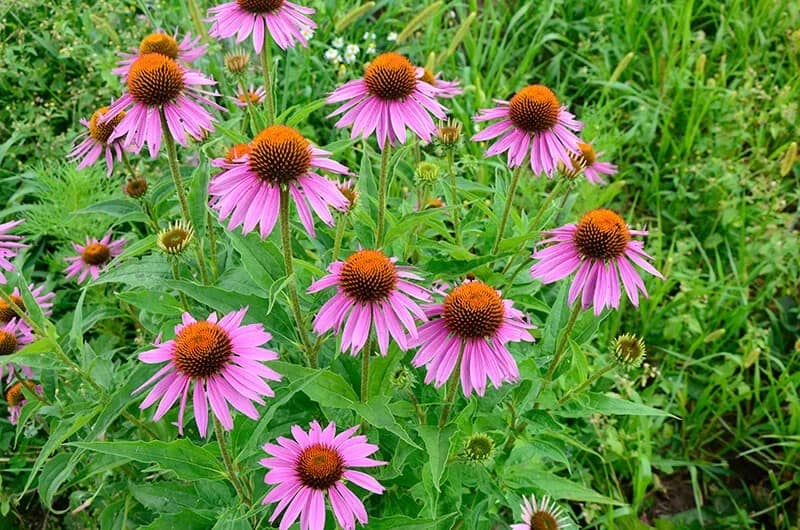 Coneflower (Echinacea ‘Bravado’)