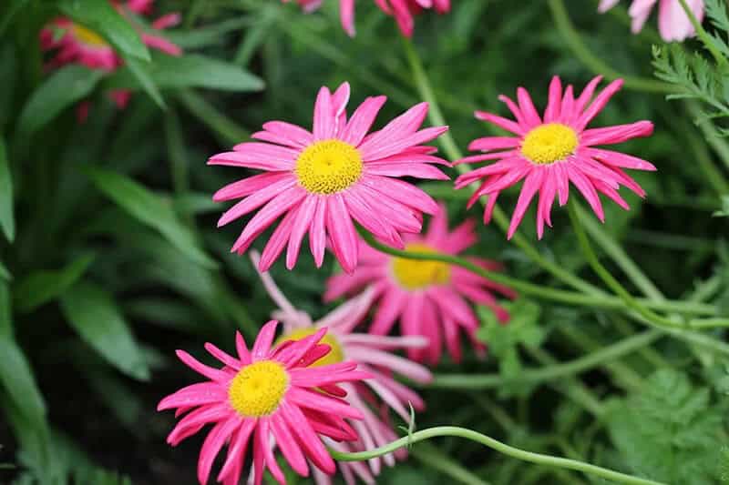 Painted Daisy (Tanacetum Coccineum)