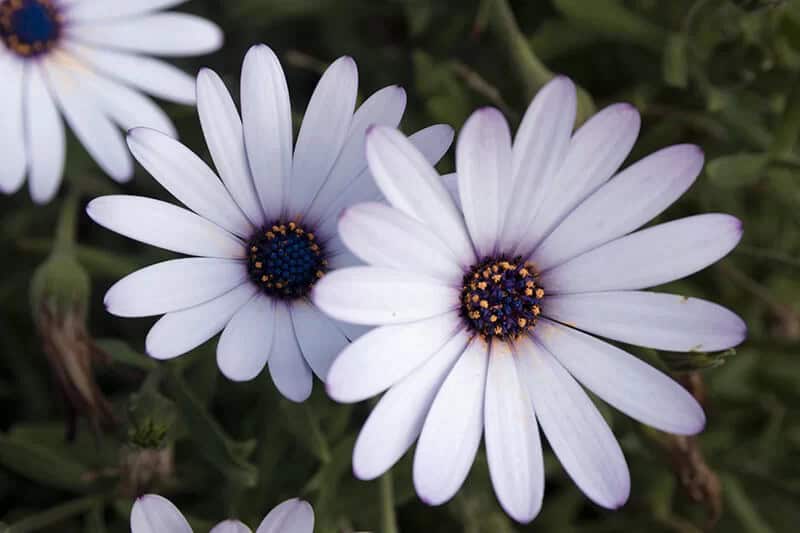 White Arctotis (Arctotis Stoechadifolia)