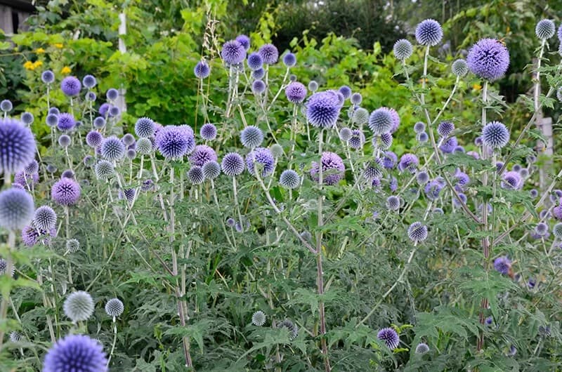 Blue Globe Thistle (Echinops)