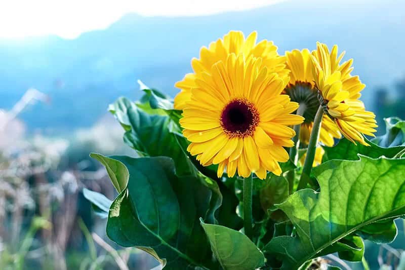 Gerbera Daisy (Scientific Name: Daisy Gerbera Jamesonii)