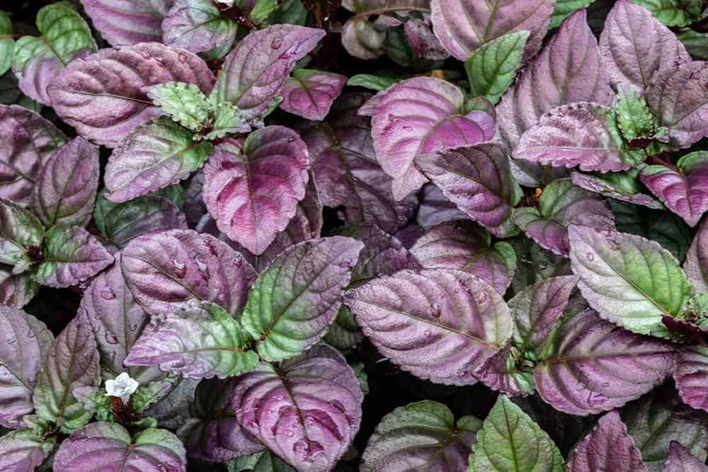 Waffle Plant (Strobilanthes alternata)