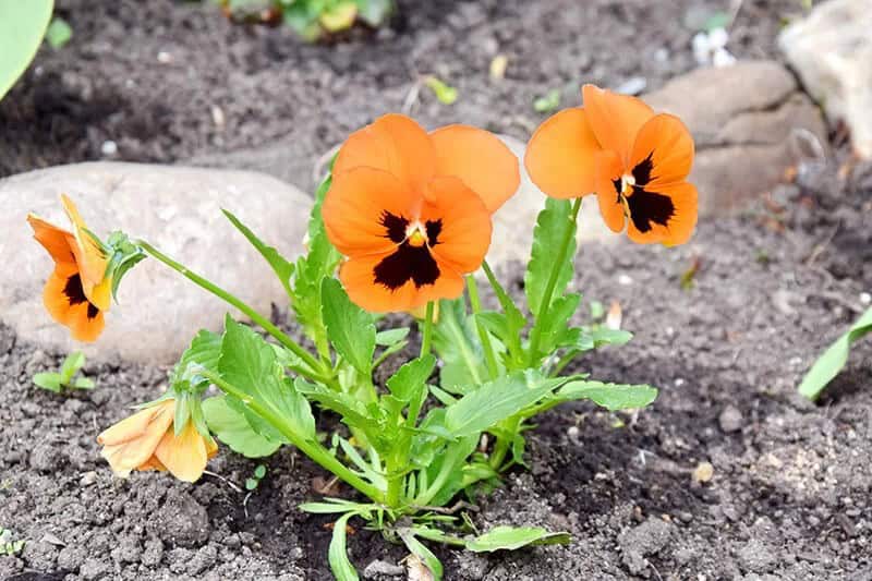 Orange Pansy (Viola x Wittrockiana)