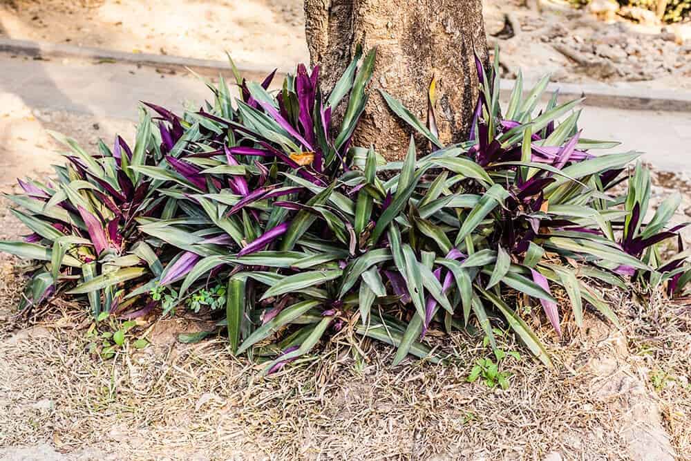 Moses in the Cradle (Tradescantia spathacea)