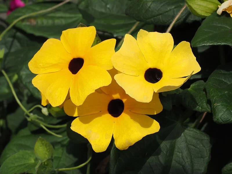 Black-eyed Susan Vine (Thunbergia Alata)