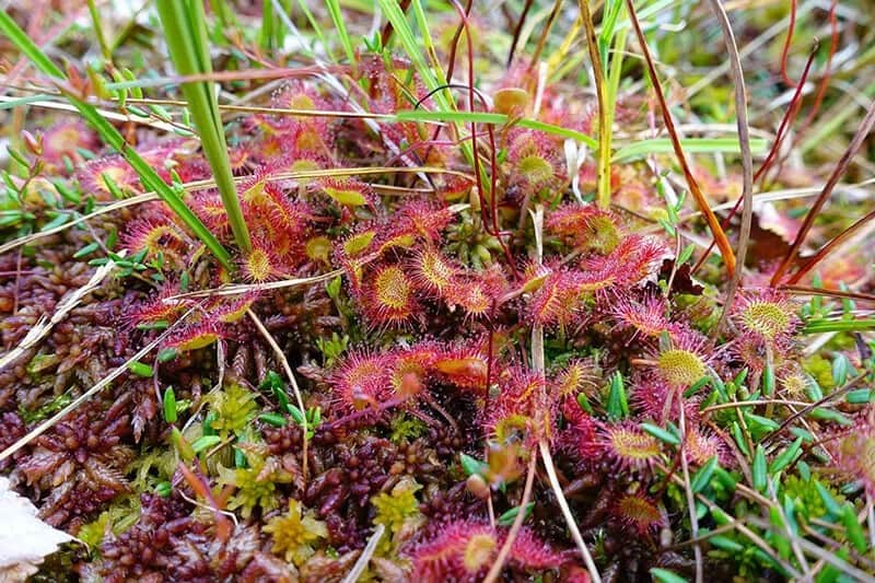 Cape Sundew (Drosera Capensis)