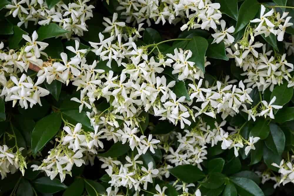 Star Jasmine (Trachelospermum jasminoides)