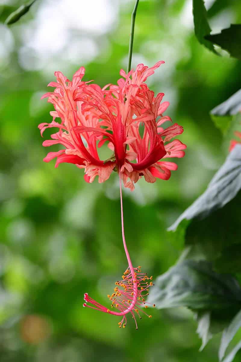 Fringed Rosemallow (Hibiscus Schizopetalus)