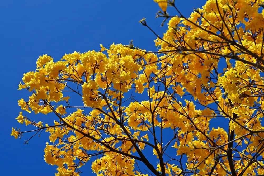 Yellow Tabebuia / Golden Trumpet (Handroanthus chrysotrichus)