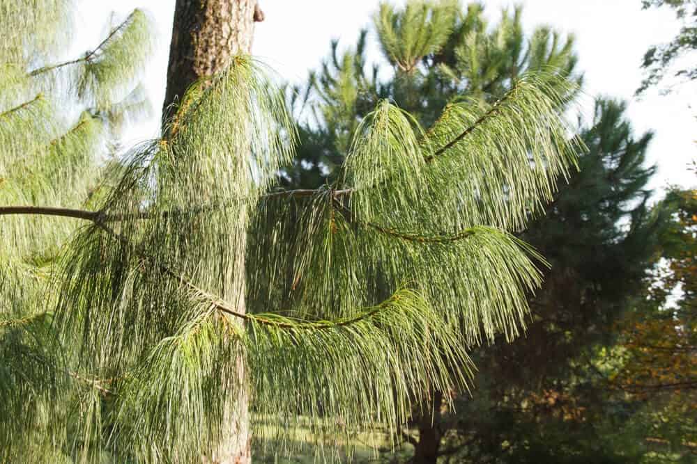 Mexican Weeping Pine (Pinus patula)