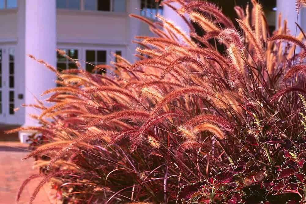 Purple Fountain Grass (Pennisetum setaceum ‘Rubrum’)