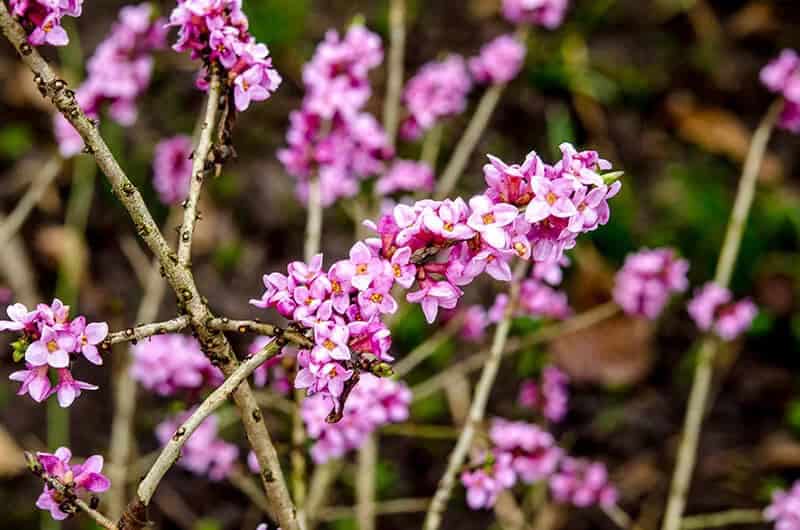 Mysterious Plant (Daphne Mezereum)