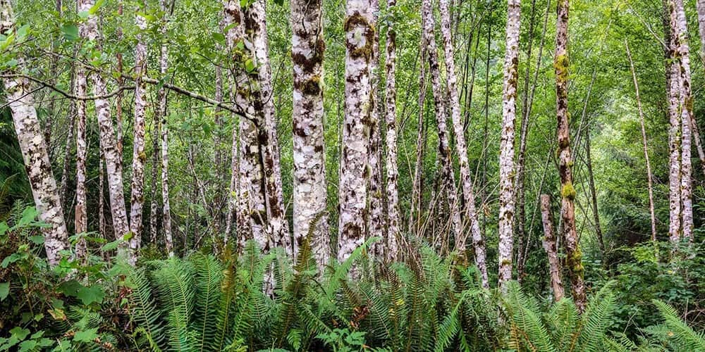 Red Alder (Alnus rubra)