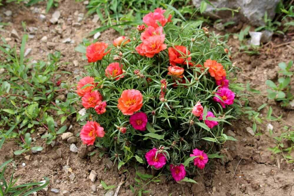 Moss-Rose Purslane (Portulaca grandiflora)