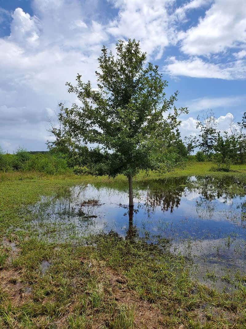 Overcup Oak Tree (Quercus Lyrata)