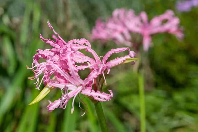 Guernsey Lily (Nerine Bowdenii)