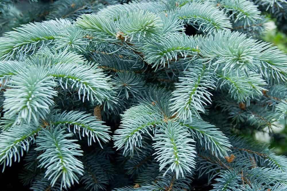 Colorado Blue Spruce (Picea pungens)